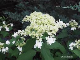 Attēlu rezultāti vaicājumam “Hydrangea arborescens subsp. discolor flower”