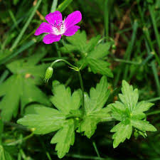 Attēlu rezultāti vaicājumam “Geranium palustre fruit”