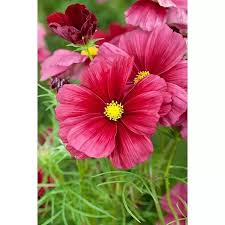 Image result for Schmuckkörbchen