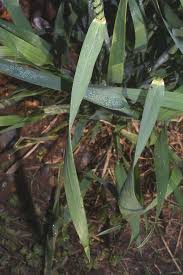 Attēlu rezultāti vaicājumam “Triticum aestivum”