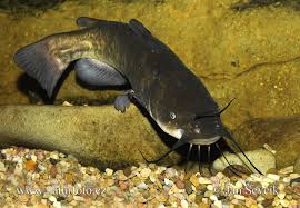 Image result for Ameiurus catus