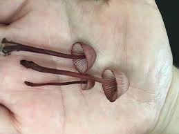 Attēlu rezultāti vaicājumam “Mycena haematopus”