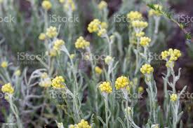 Attēlu rezultāti vaicājumam “Helichrysum arenarium”