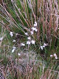Attēlu rezultāti vaicājumam “Eriophorum angustifolium flower”