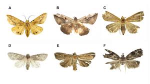 Attēlu rezultāti vaicājumam “Alloeotomus sp.”