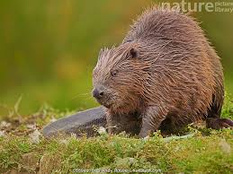 Image result for Castor fiber