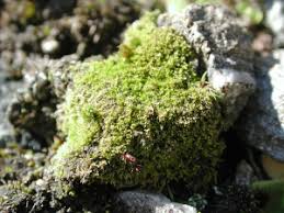 Attēlu rezultāti vaicājumam “Blepharostoma trichophyllum”