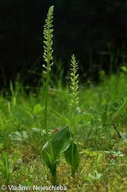 Attēlu rezultāti vaicājumam “Malaxis monophyllos flower”