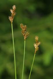 Attēlu rezultāti vaicājumam “Carex leporina”