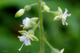 Attēlu rezultāti vaicājumam “Circaea lutetiana bud”