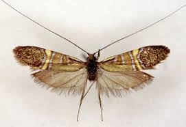 Attēlu rezultāti vaicājumam “Adelidae”