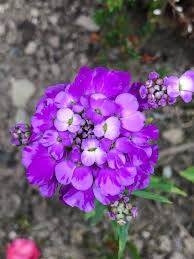 Image result for Iberis umbellata