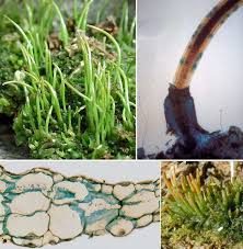 Attēlu rezultāti vaicājumam “Anthocerotopsida”