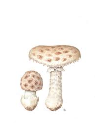 Attēlu rezultāti vaicājumam “Amanita strobiliformis”