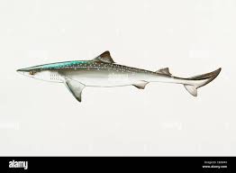 Image result for Squalus acanthias