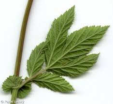 Attēlu rezultāti vaicājumam “Filipendula ulmaria  leaf”