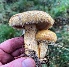 Attēlu rezultāti vaicājumam “Lactarius repraesentaneus”