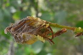 Attēlu rezultāti vaicājumam “Carpatolechia alburnella”