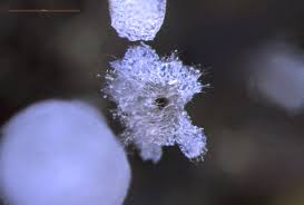 Attēlu rezultāti vaicājumam “Physarum pseudoalexandrowiczii macro”