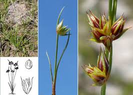 Attēlu rezultāti vaicājumam “Juncus capitatus”