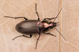 Attēlu rezultāti vaicājumam “Poecilus cupreus”