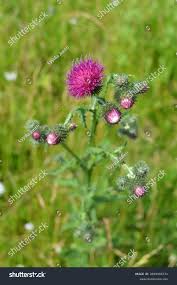 Attēlu rezultāti vaicājumam “Carduus crispus”