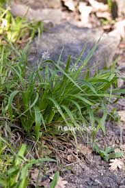 Attēlu rezultāti vaicājumam “Luzula luzuloides”