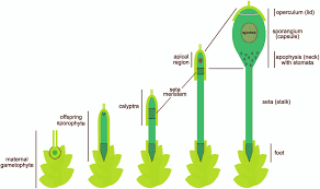 Attēlu rezultāti vaicājumam “Orthotrichum diaphanum sporophyte”