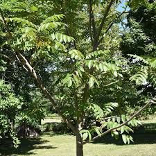 Attēlu rezultāti vaicājumam “Juglans cinerea leaf”