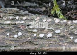 Attēlu rezultāti vaicājumam “Propolis farinosa”