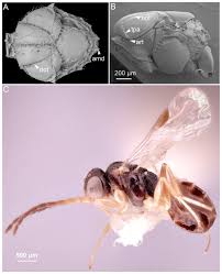 Attēlu rezultāti vaicājumam “Aphodius subterraneus imago”