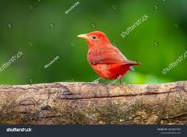 Image result for Piranga rubra