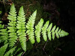 Attēlu rezultāti vaicājumam “Dryopteris carthusiana”
