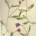 Attēlu rezultāti vaicājumam “Astragalus danicus leaf”