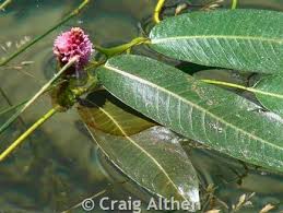 Attēlu rezultāti vaicājumam “Polygonum amphibium flower”