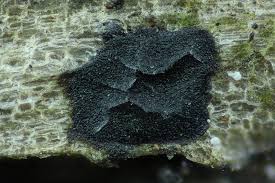 Attēlu rezultāti vaicājumam “Liceaceae”