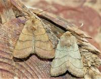 Attēlu rezultāti vaicājumam “Charanyca trigrammica”