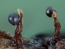 Attēlu rezultāti vaicājumam “Cribraria violacea”