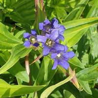 Attēlu rezultāti vaicājumam “Gentiana cruciata flower”