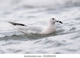 Image result for Chroicocephalus genei