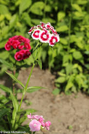 Image result for Dianthus barbatus