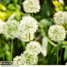 Attēlu rezultāti vaicājumam “Koeleria glauca flower”