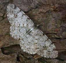 Attēlu rezultāti vaicājumam “Aethalura punctulata”