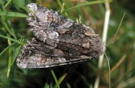 Attēlu rezultāti vaicājumam “Lacanobia contigua”