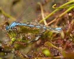 Attēlu rezultāti vaicājumam “Enallagma cyathigerum male”