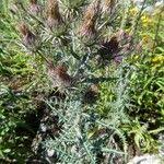 Image result for Ptilostemon afer