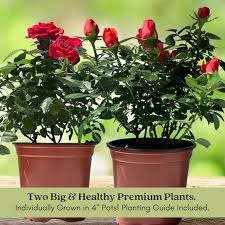 Image result for Red Rose Cc