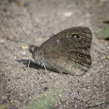 Attēlu rezultāti vaicājumam “Lasiommata maera upperside”