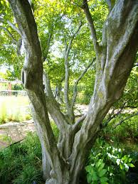 Attēlu rezultāti vaicājumam “Carpinus caroliniana male flower”