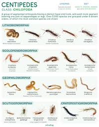 Attēlu rezultāti vaicājumam “Chilopoda”